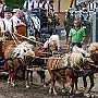 Shetland _Pony_G3_4a1(3)